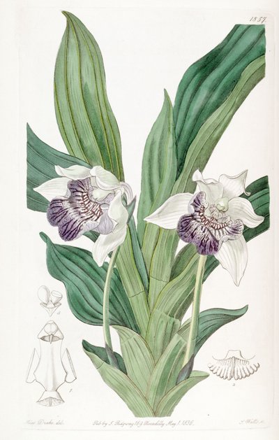 Cochleanthes flabelliformis (como sin. Zygopetalum cochleare) de Miss Drake